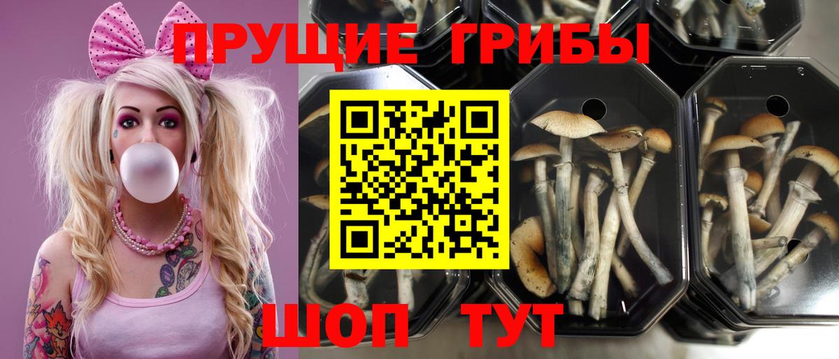 Бутурлиновка  Галлюциногенные грибы GOLDEN TEACHER  Галлюциногенные грибы прущие грибы  Вход с VPN 